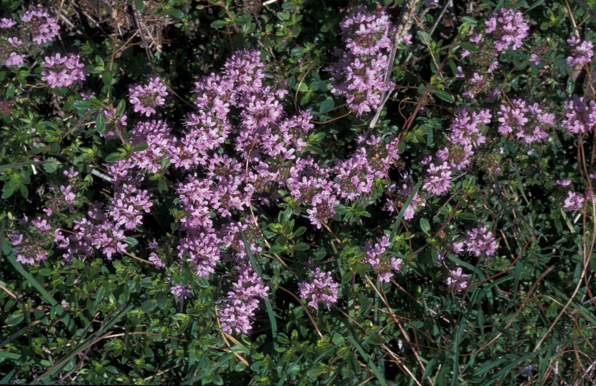Thymus longicaulis